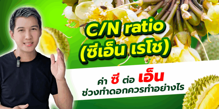 ทำดอกด้วย C/N ratio (ซีเอ็นเรโช่)